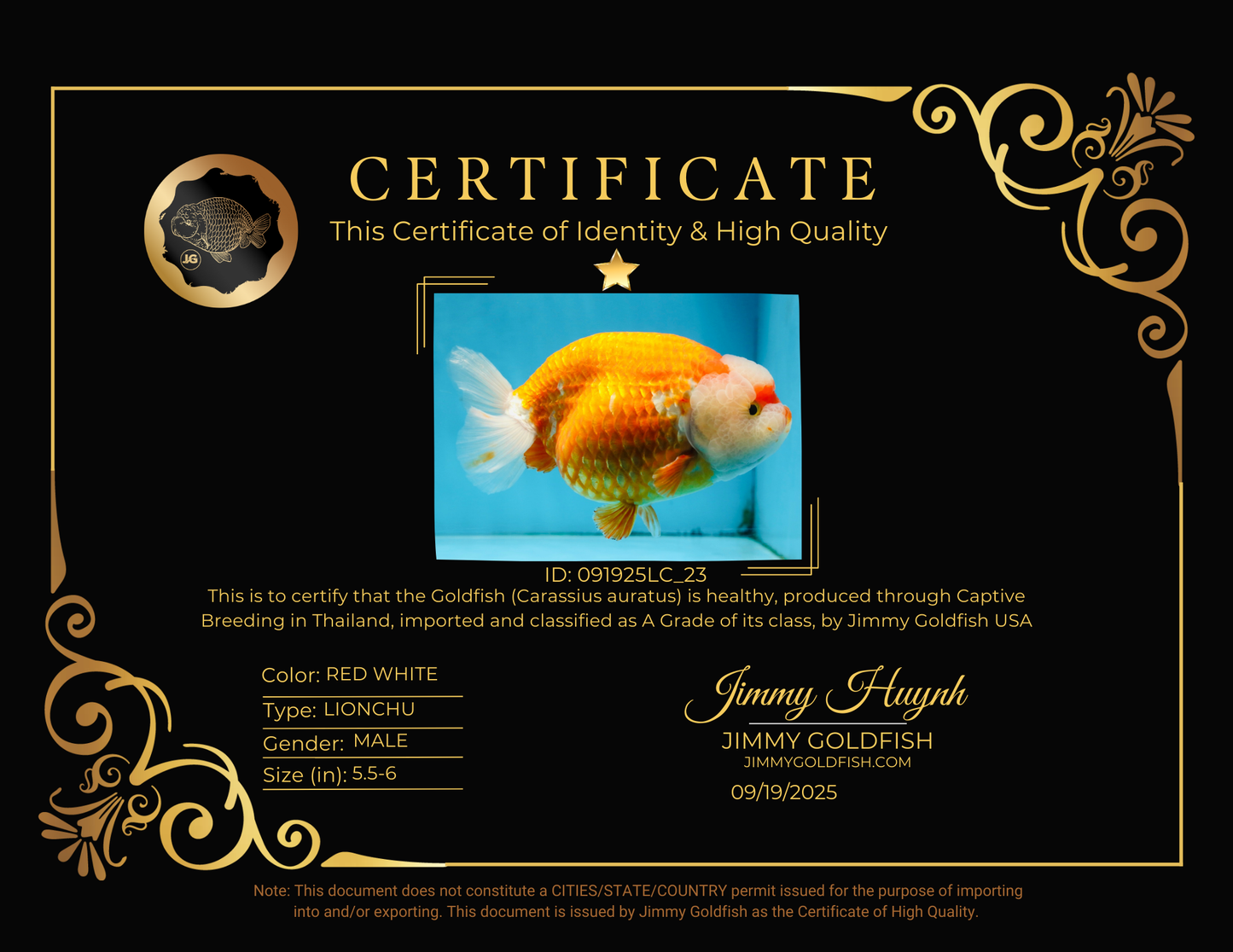 A Grade CHUBBY Red White LionKing 5.5-6 inches #091925LC_23