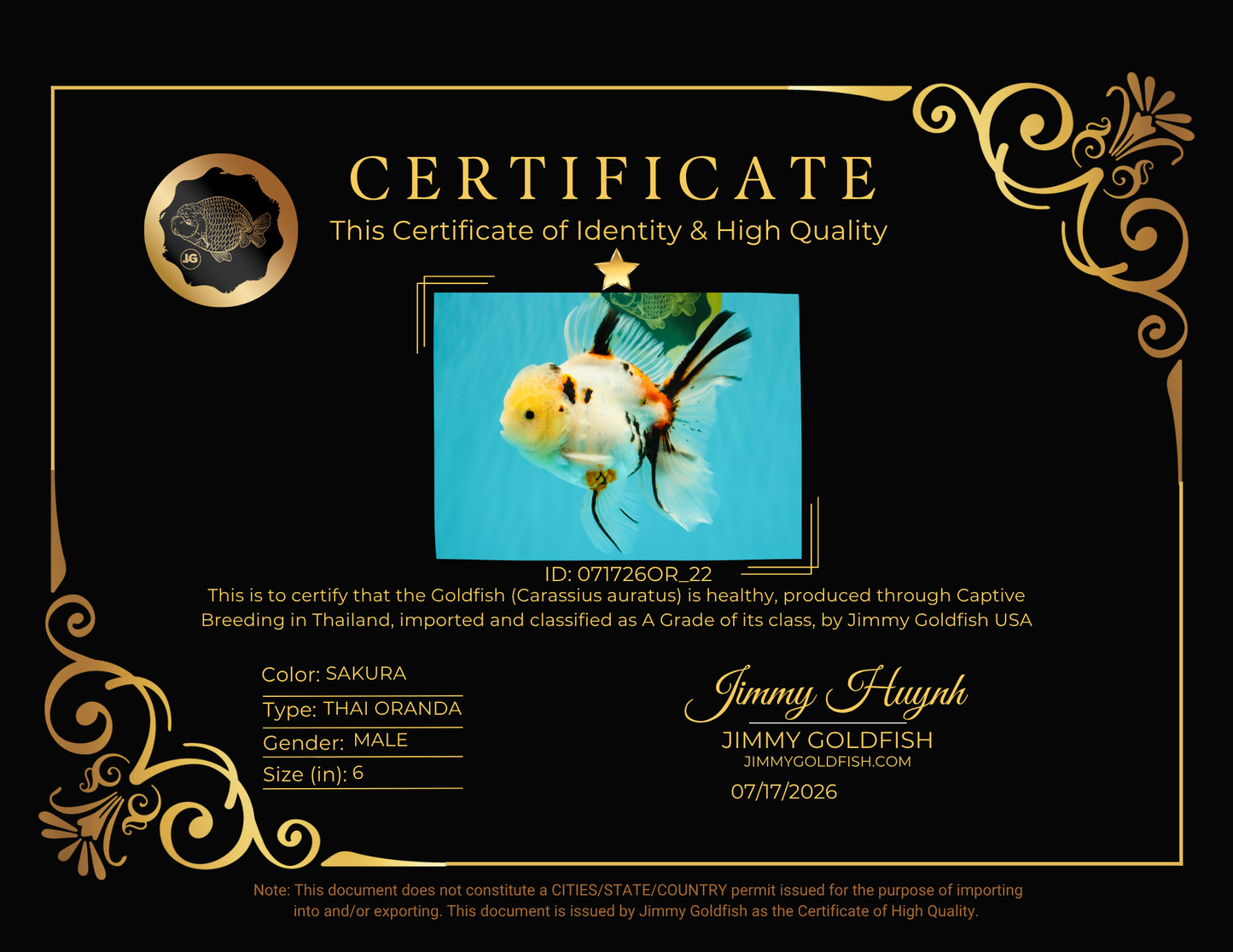 A Grade Sakura Oranda Male 6 inches #071726OR_22