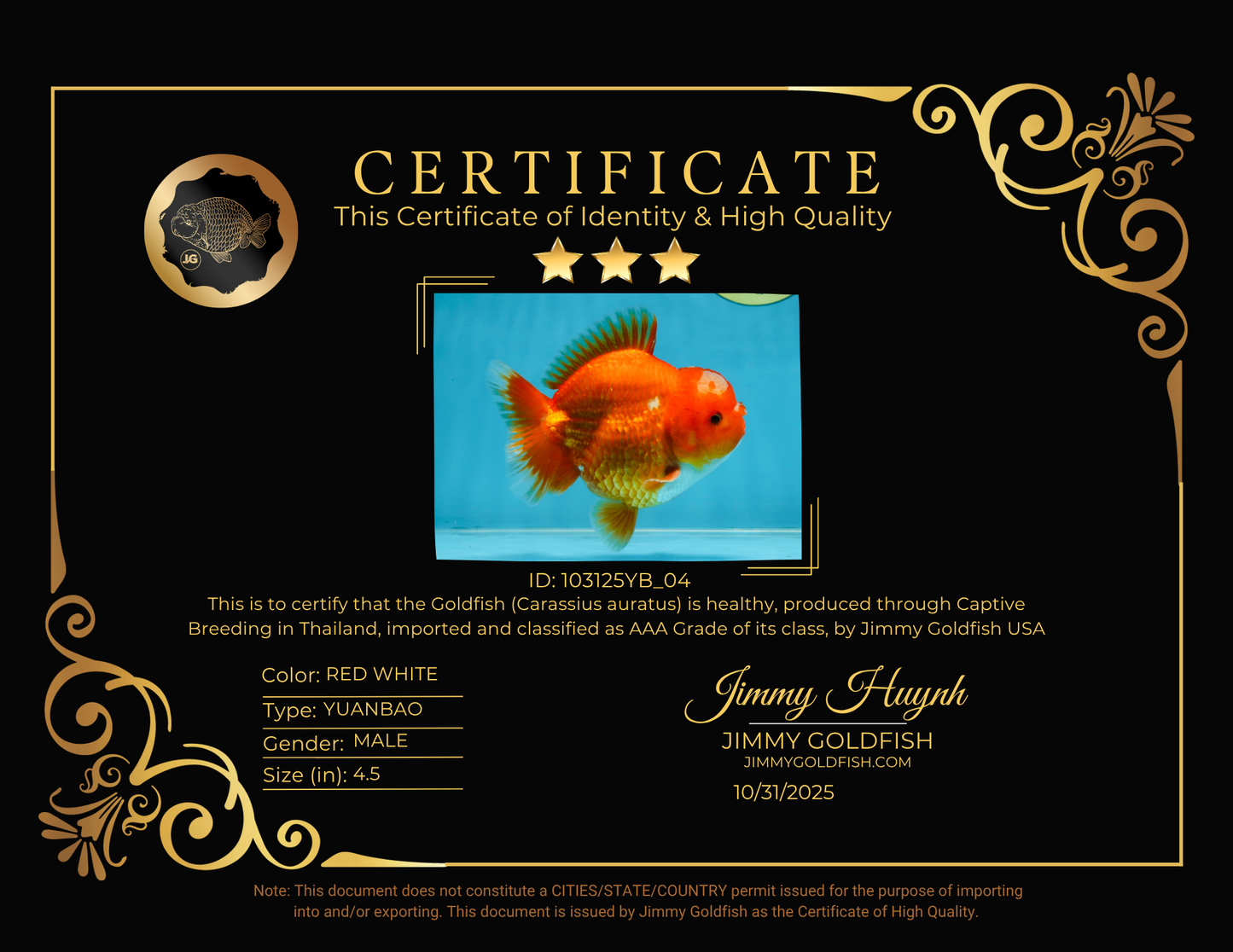 AAA Grade Red White Yuanbao Male 4.5 inches #103125YB_04