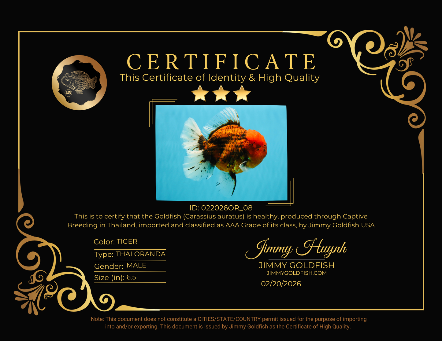 CHONKY AAA Grade Tiger Oranda Male 6.5 inches #022026OR_08