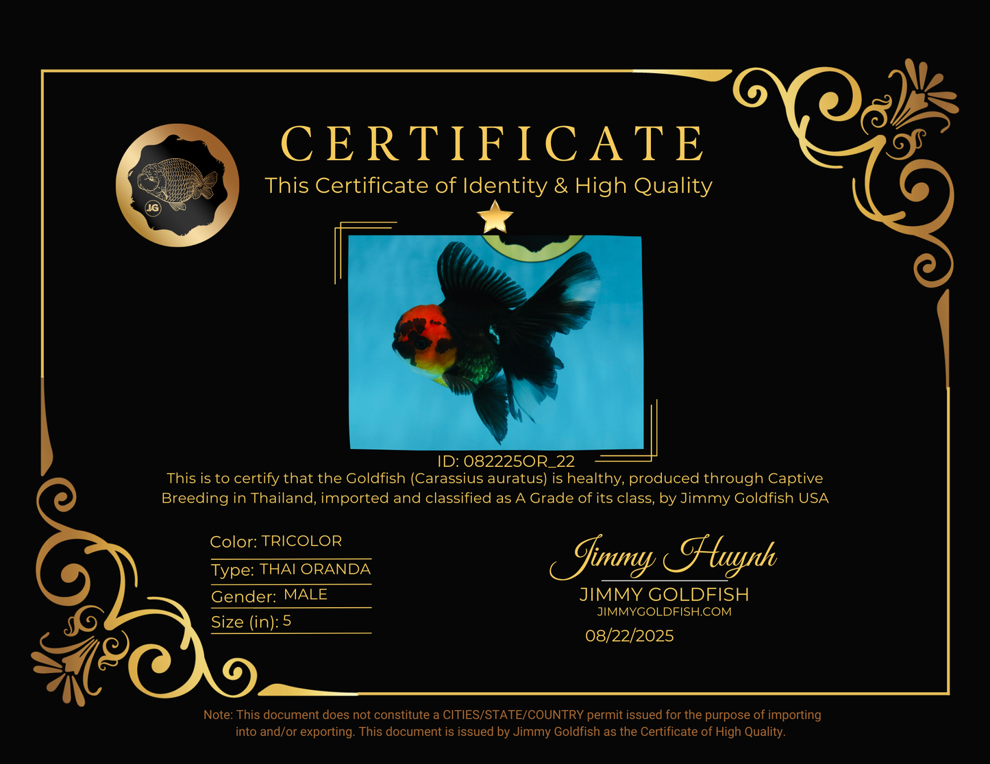 LAVA A Grade Tricolor Oranda Male 5 inches #082225OR_22