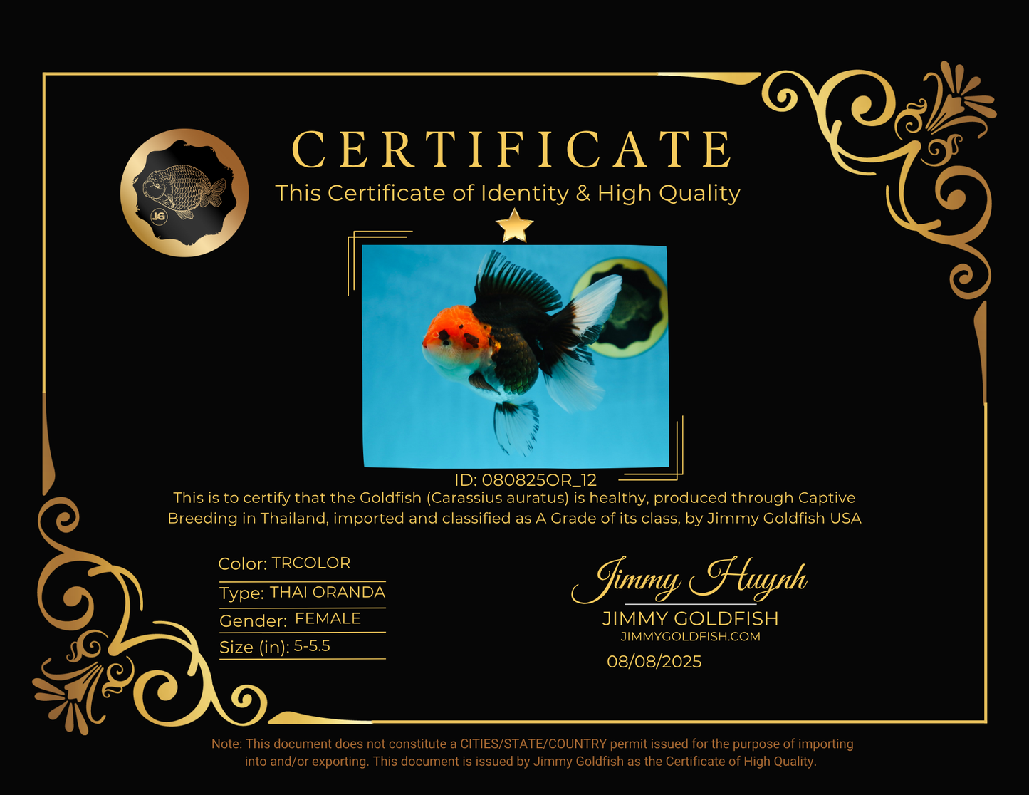 A Grade Tricolor Oranda Female 5-5.5 inches #080825OR_12