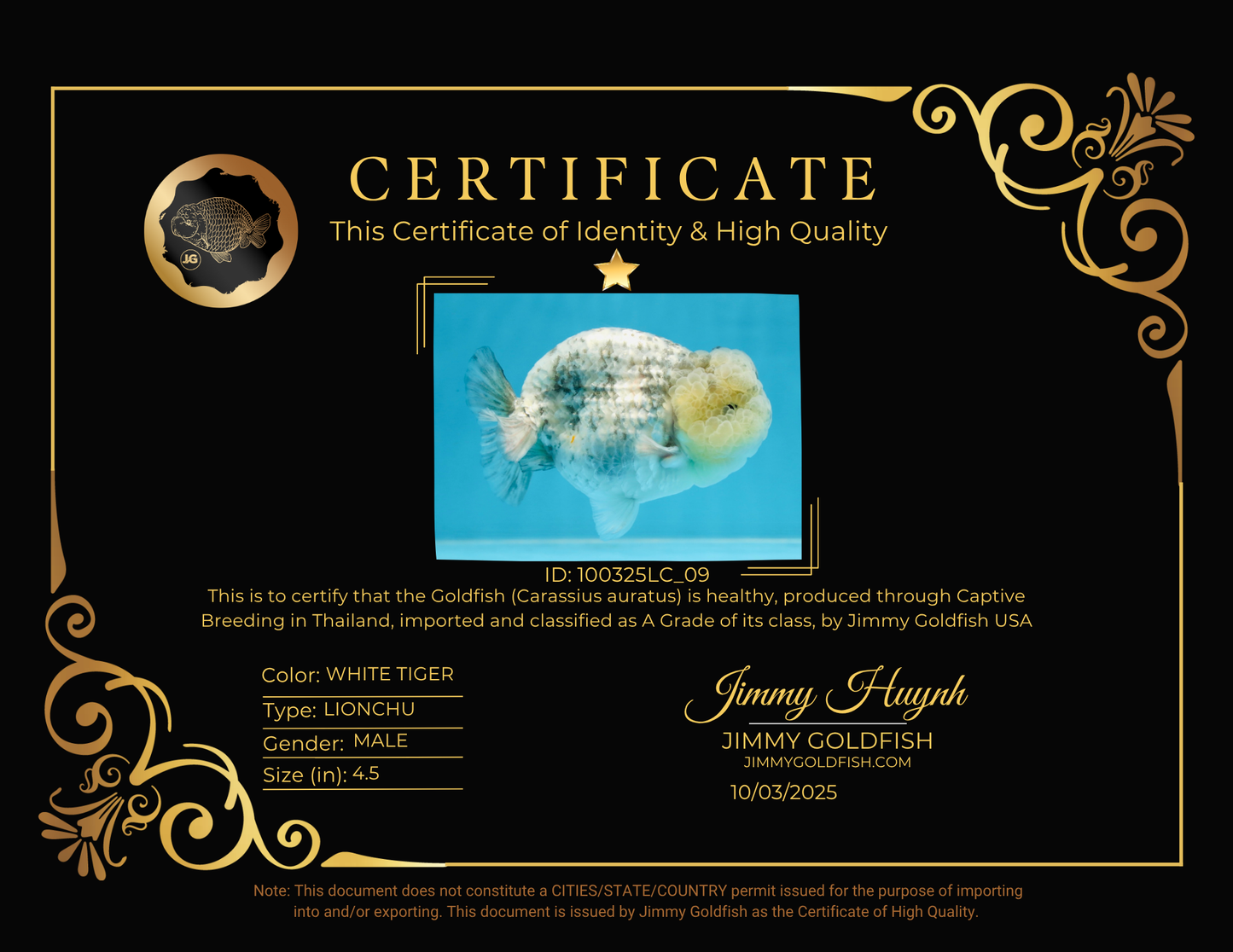 A Grade SUPER CUTE White Tiger LionKing 4.5 inches #100325LC_09