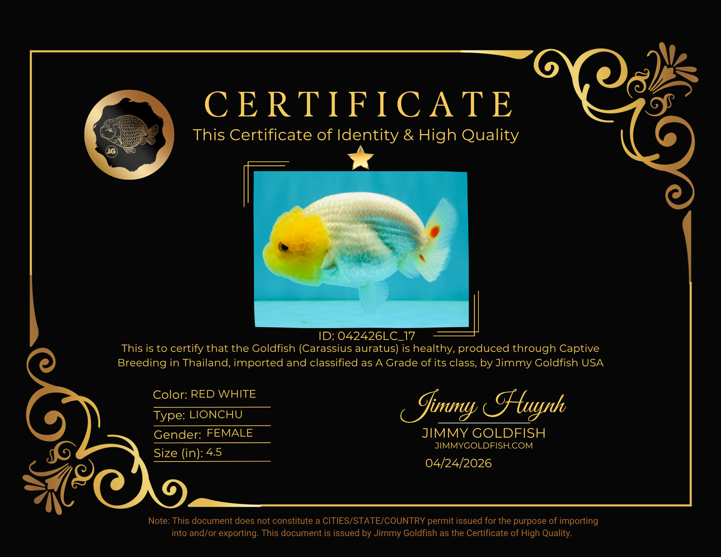 A Grade Red White LionQueen Female 4.5 inches #042426LC_17