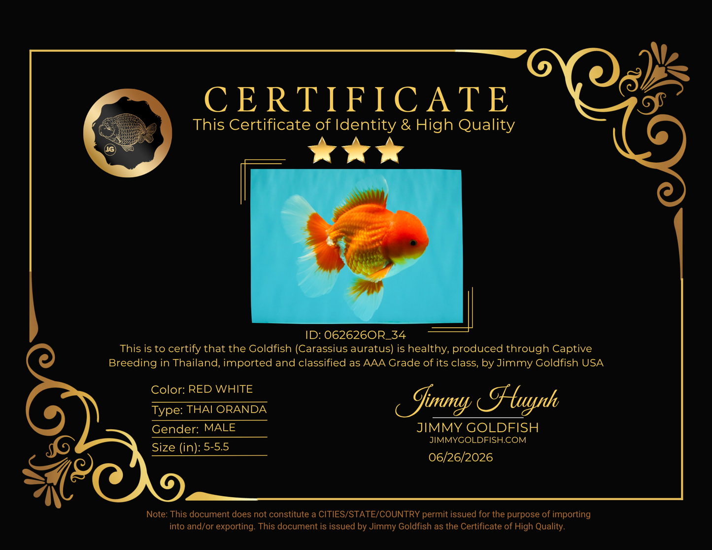 AAA Grade Red White Oranda Male 5-5.5 inches #062626OR_34