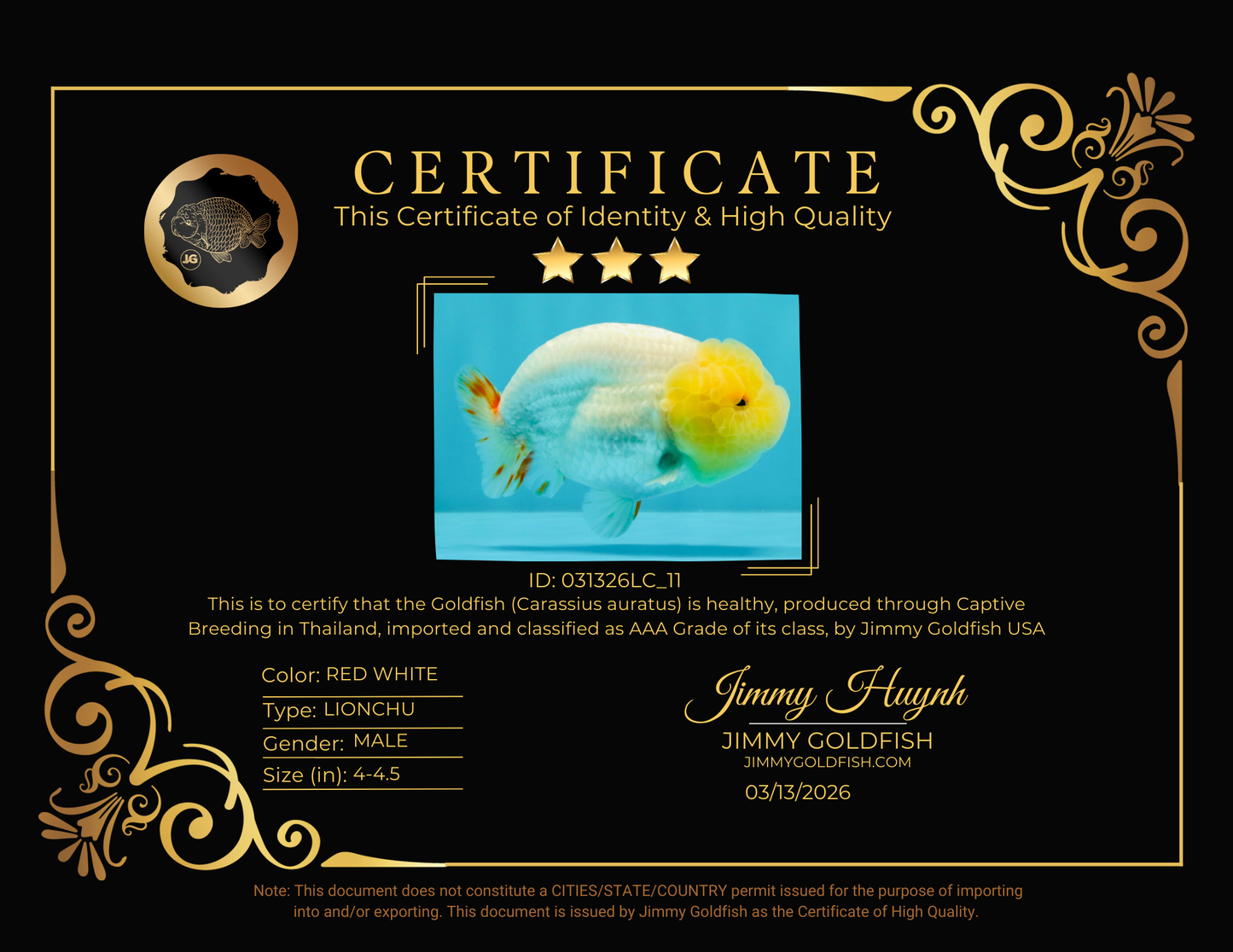 CHICKIE AAA Grade Red White Lipstick LionKing 4-4.5 inches #031326LC_11