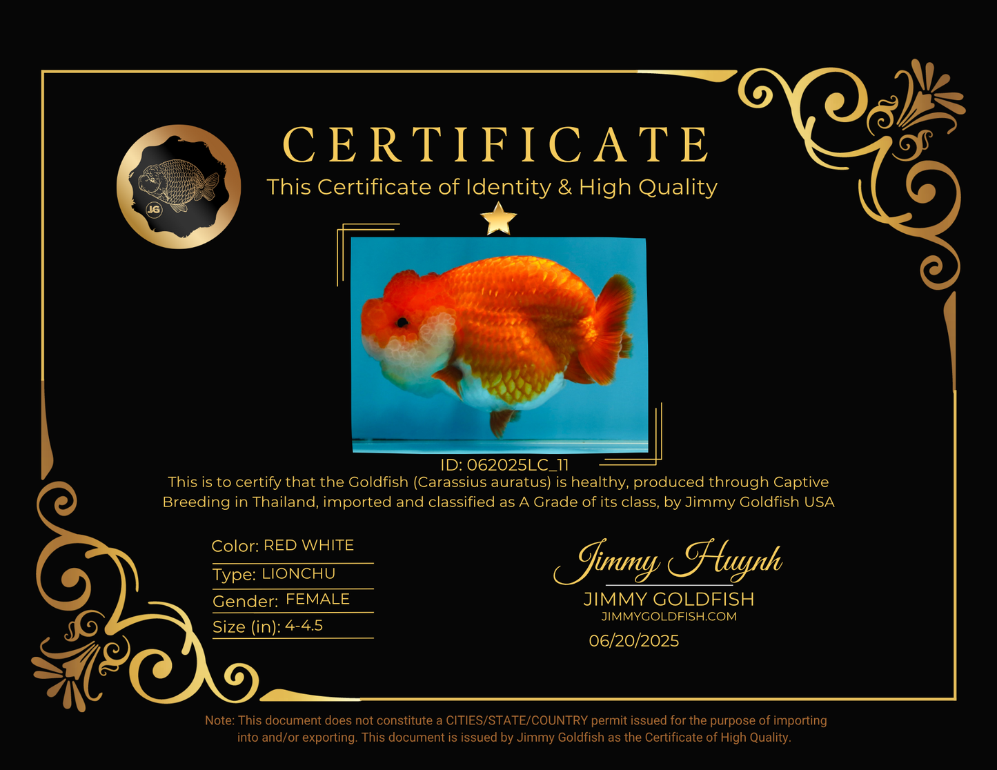 SUPER NUGGET A Grade Chubby Belly Red White LionQueen 4-4.5 inches #062025LC_11