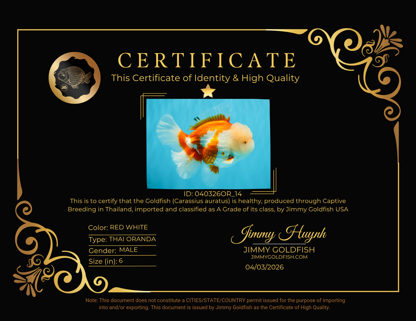 OLAF A Grade Red White Oranda Male 6 inches #040326OR_14