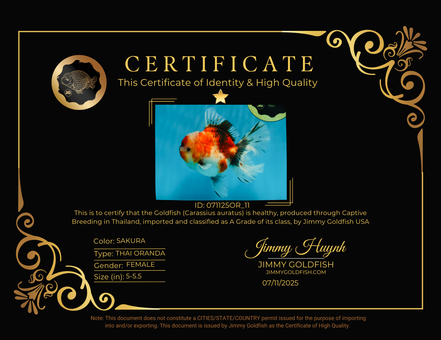 A Grade Chonky Sakura Oranda Female 5-5.5 inches #071125OR_11