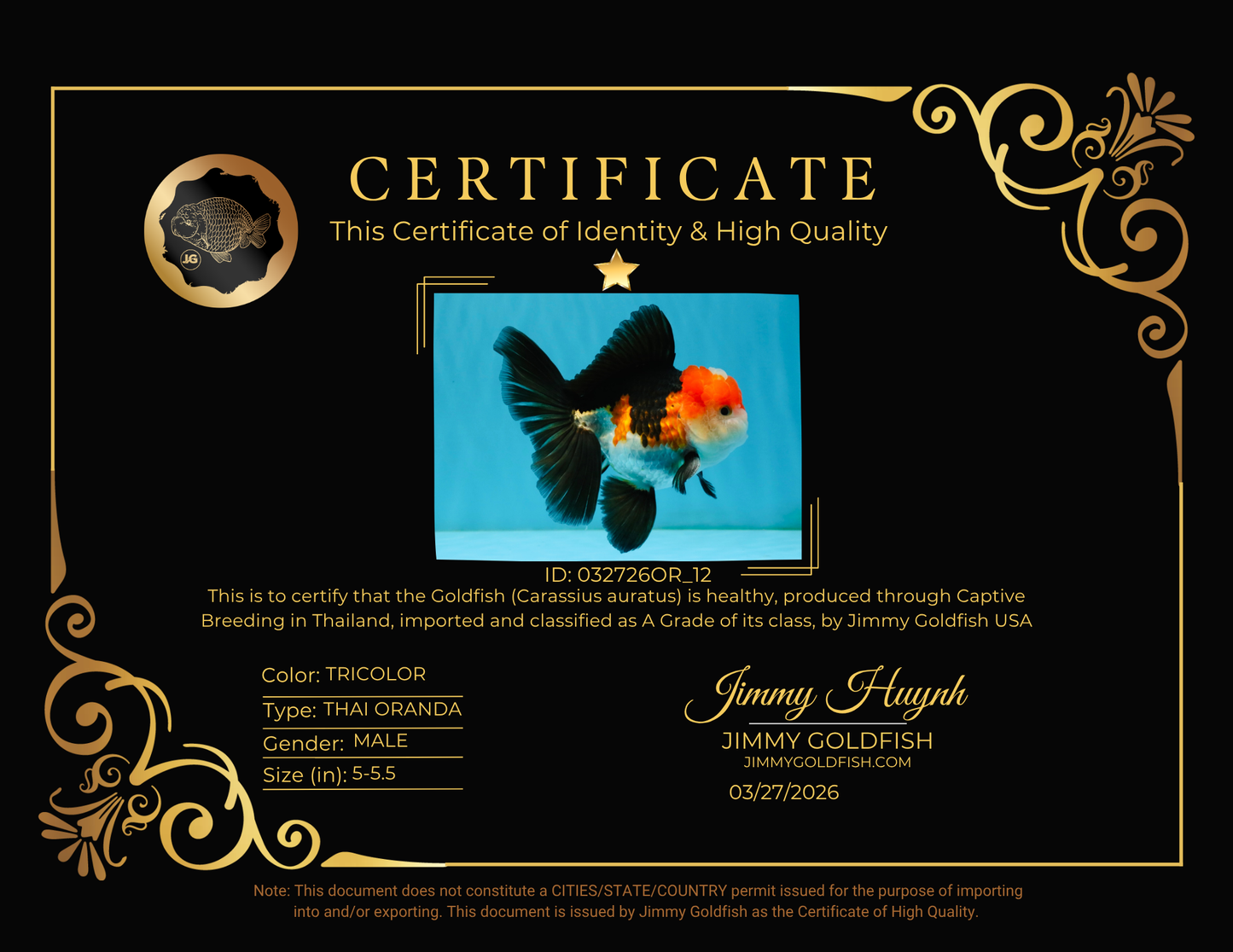 A Grade Tricolor Oranda Male 5-5.5  inches #032726OR_12