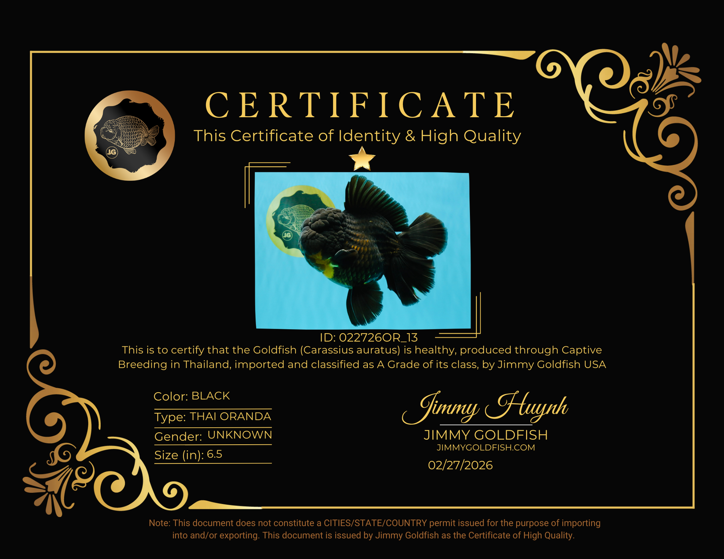 BULLDOG A Grade Godzilla Black Oranda 6.5 inches #022726OR_13