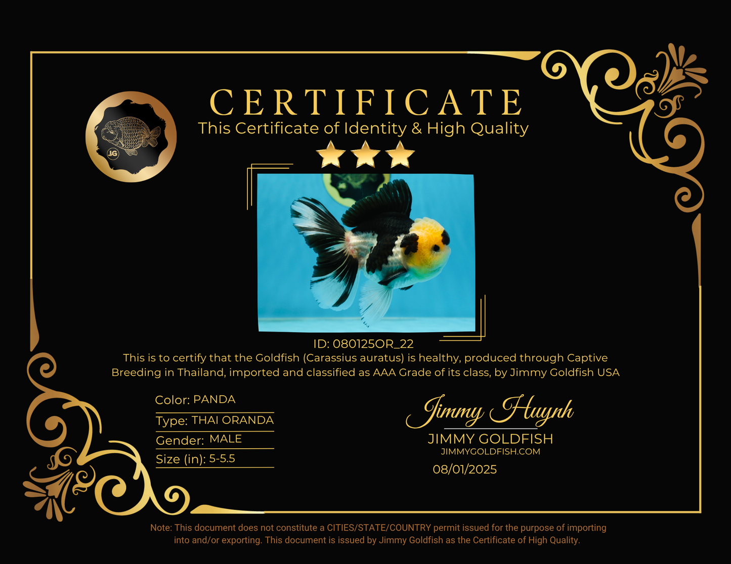 AAA Grade Panda Button Eyes Oranda Male 5-5.5 inches #080125OR_22