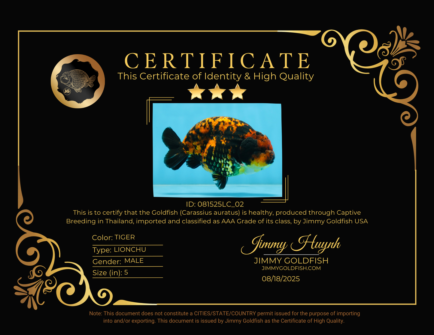 AAA Grade Tiger LionKing 5 inches #081525LC_02