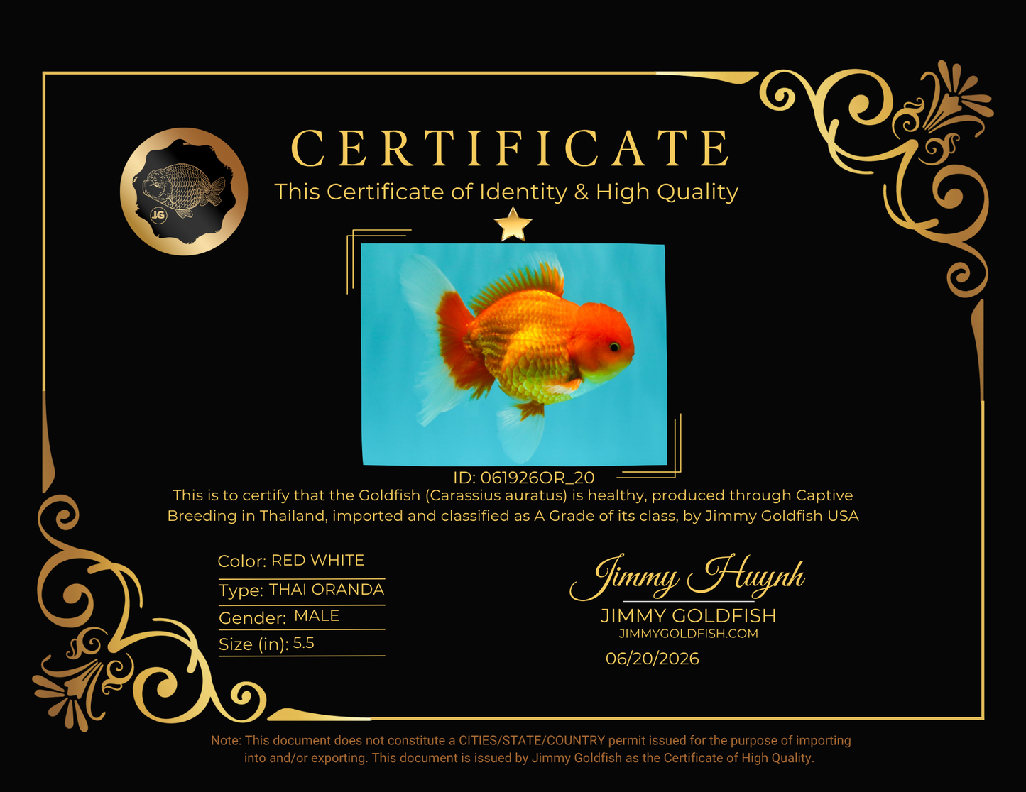 A Grade Red White Oranda Male 5.5 inches #061926OR_20