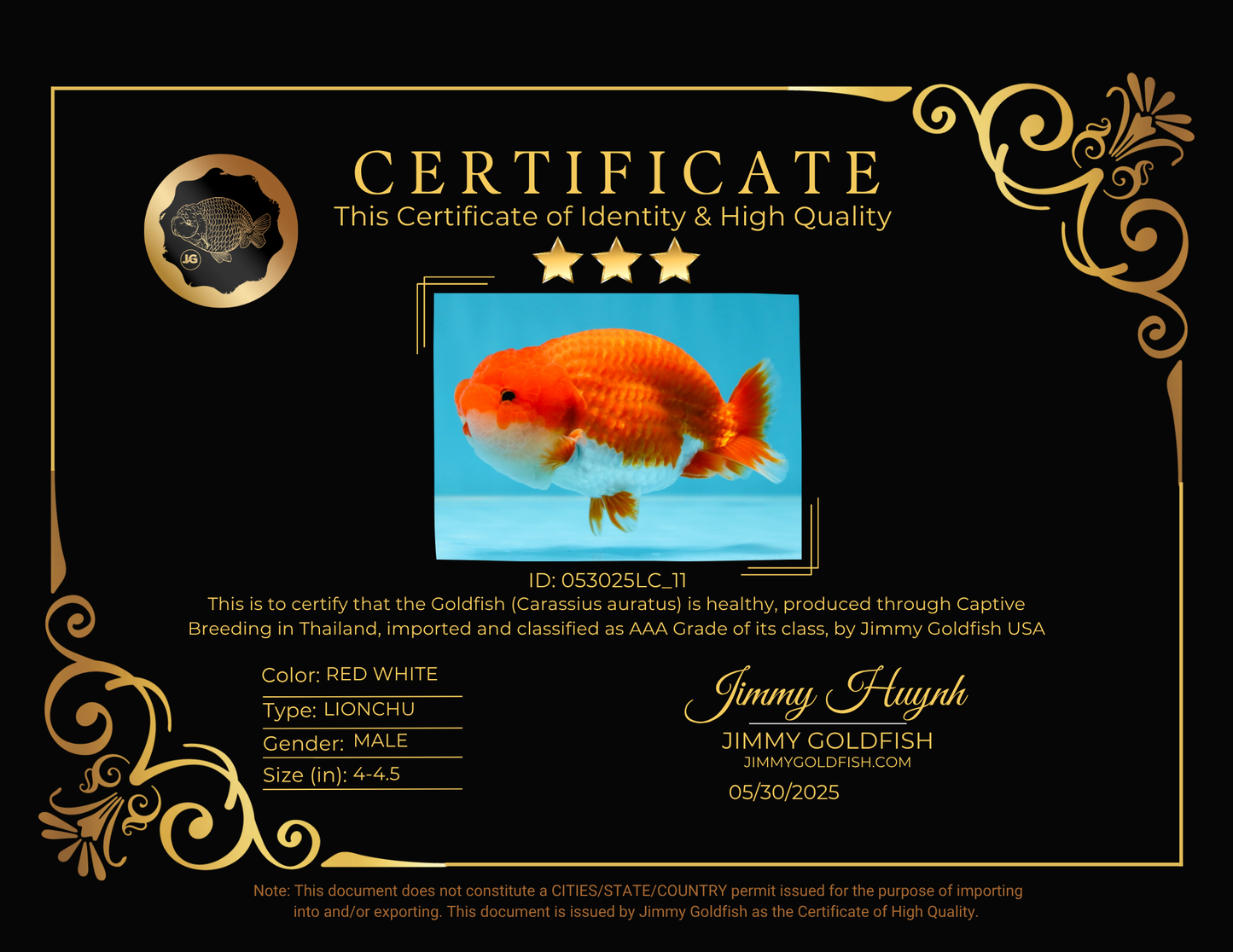 AAA Grade Red White LionKing 4-4.5  inches #053025LC_11