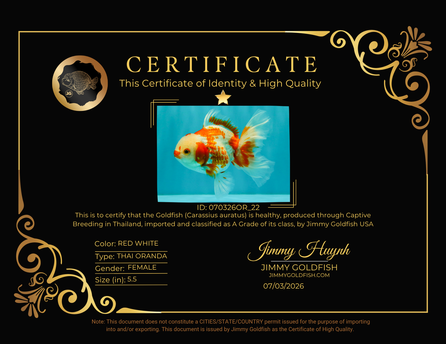 A Grade Red White Oranda Female 5.5  inches #070326OR_22