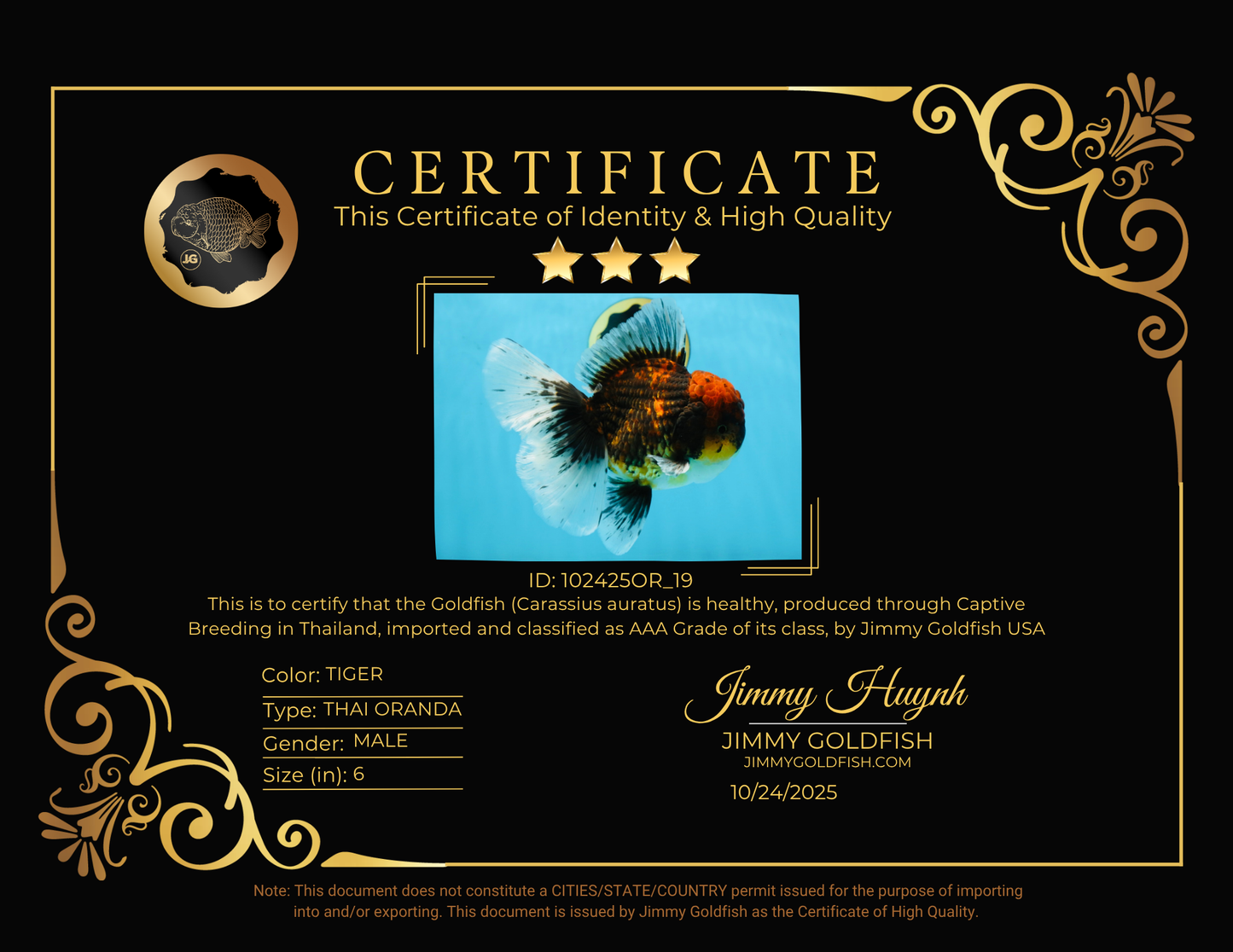 CHONKY AAA Grade Tiger Oranda Male 6 inches #102425OR_19