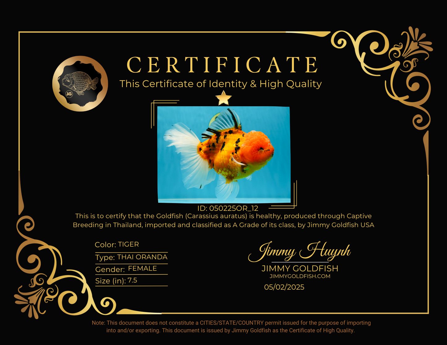 Jumbo A Grade Tiger Oranda Butterly Tail Female 7.5 inches #050225OR_12