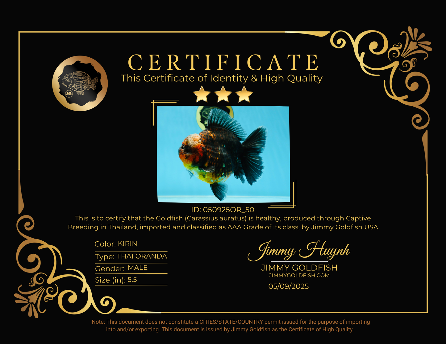 AAA Grade Godzilla Kirin Oranda Male 5.5 inches #050925OR_50