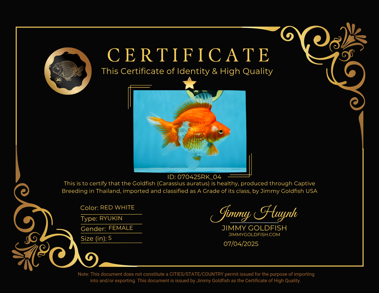 A Grade Ryukin Red White Female 5 inches #070425RK_04