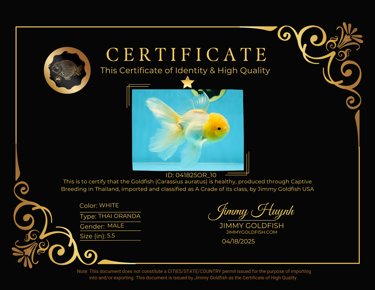 A Grade Fluffy White Oranda Male 5.5 inches #041825OR_10