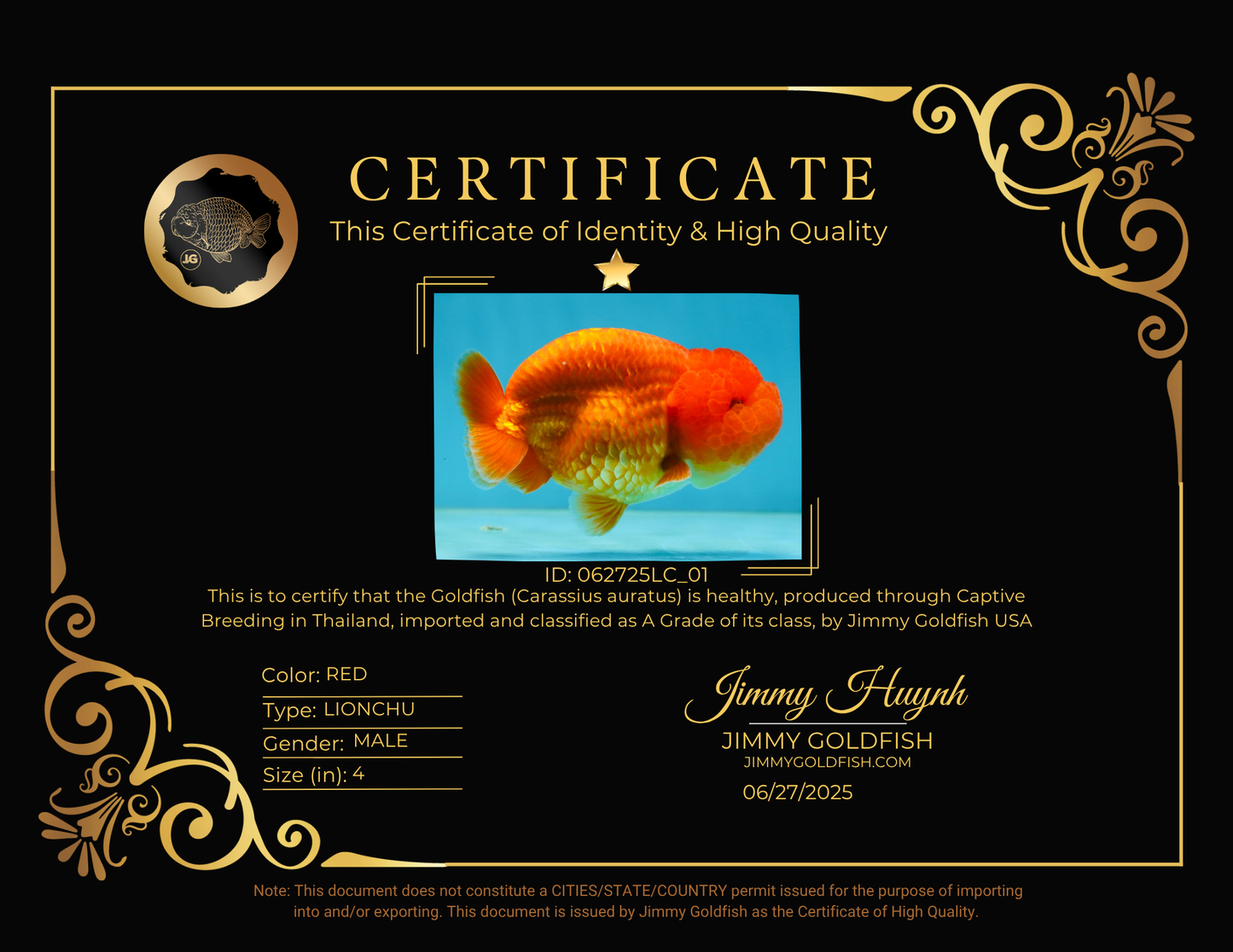 A Grade Solid Red LionKing 4 inches #062725LC_01