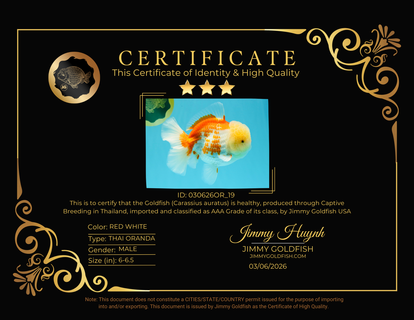 AAA Grade Polkadot Red White Oranda Male 6-6.5 inches #030626OR_19