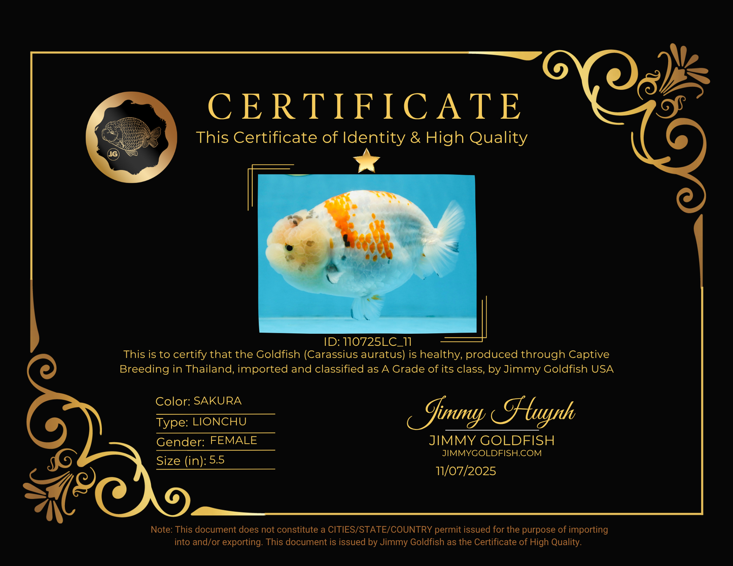 A Grade Sakura LionQueen 5.5 inches #110725LC_11