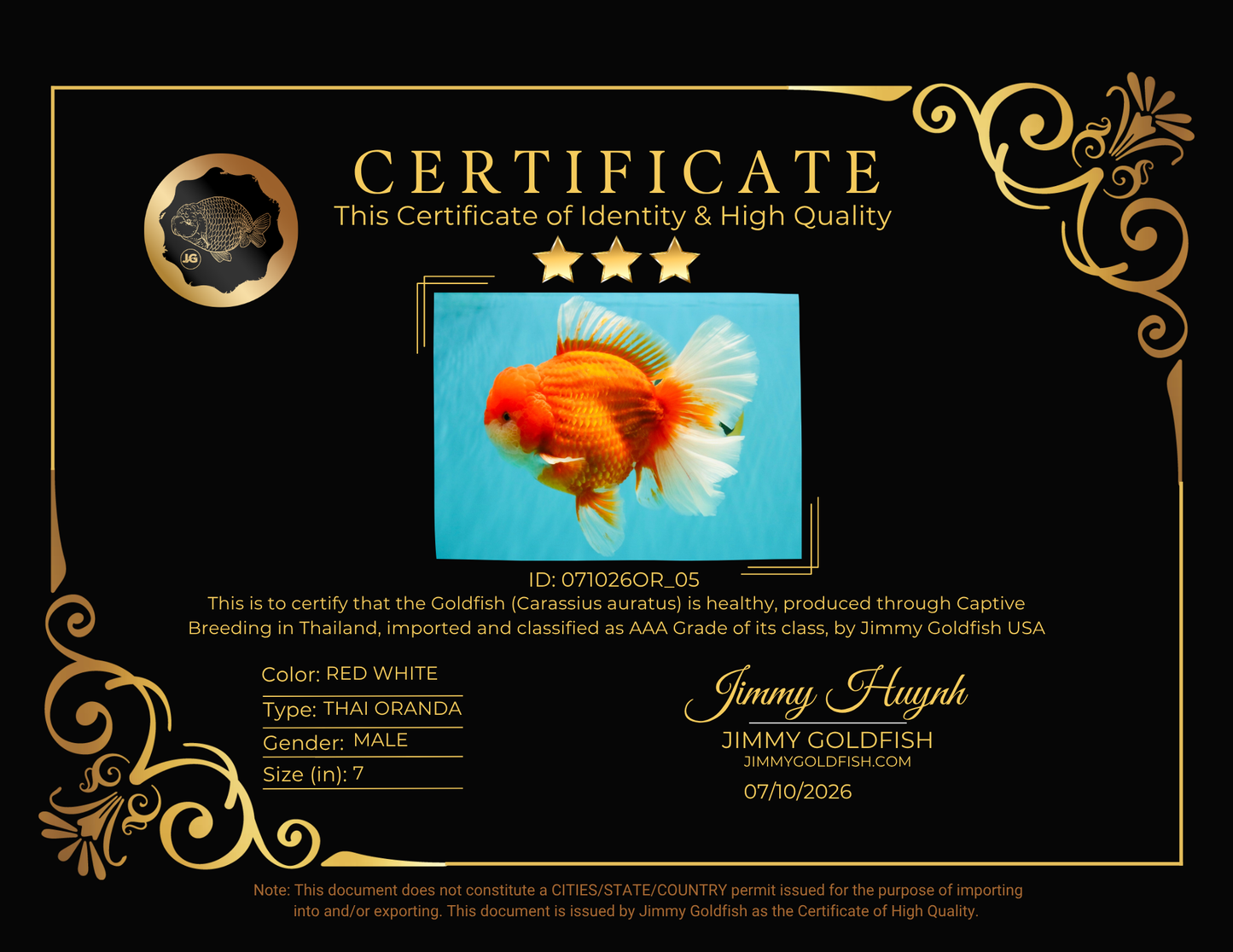 ANGER AAA Grade Broadtail Red White Oranda Male 7 inches #071026OR_05