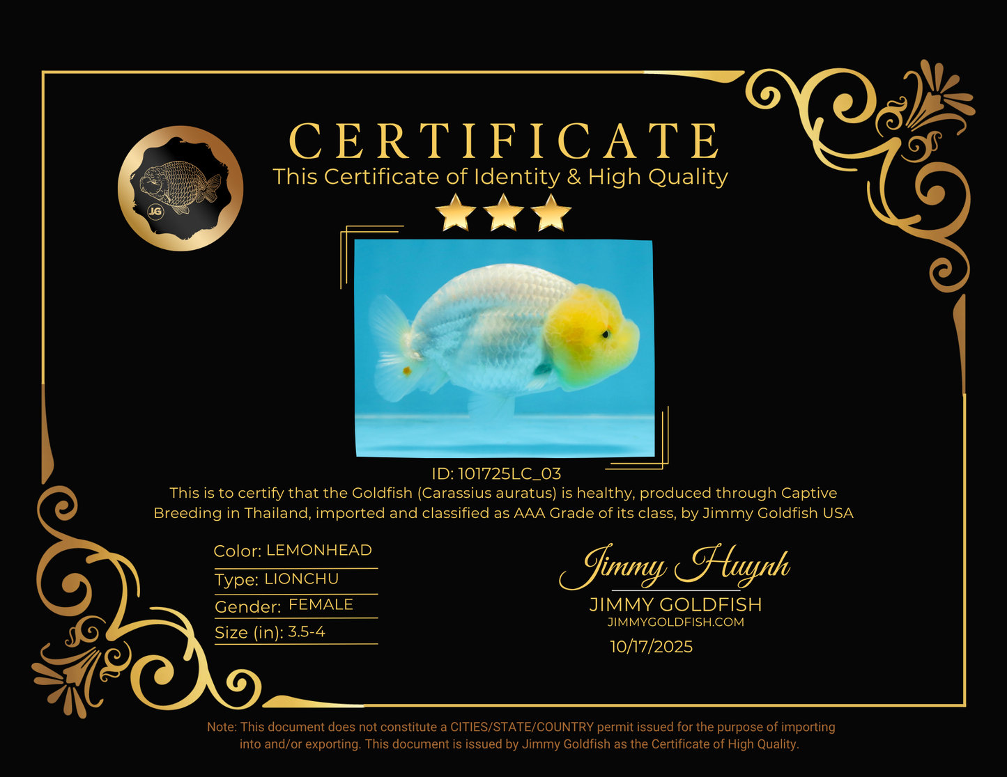 LEMON POP AAA Grade Lemonhead LionQueen 3.5-4 inches #101725LC_03