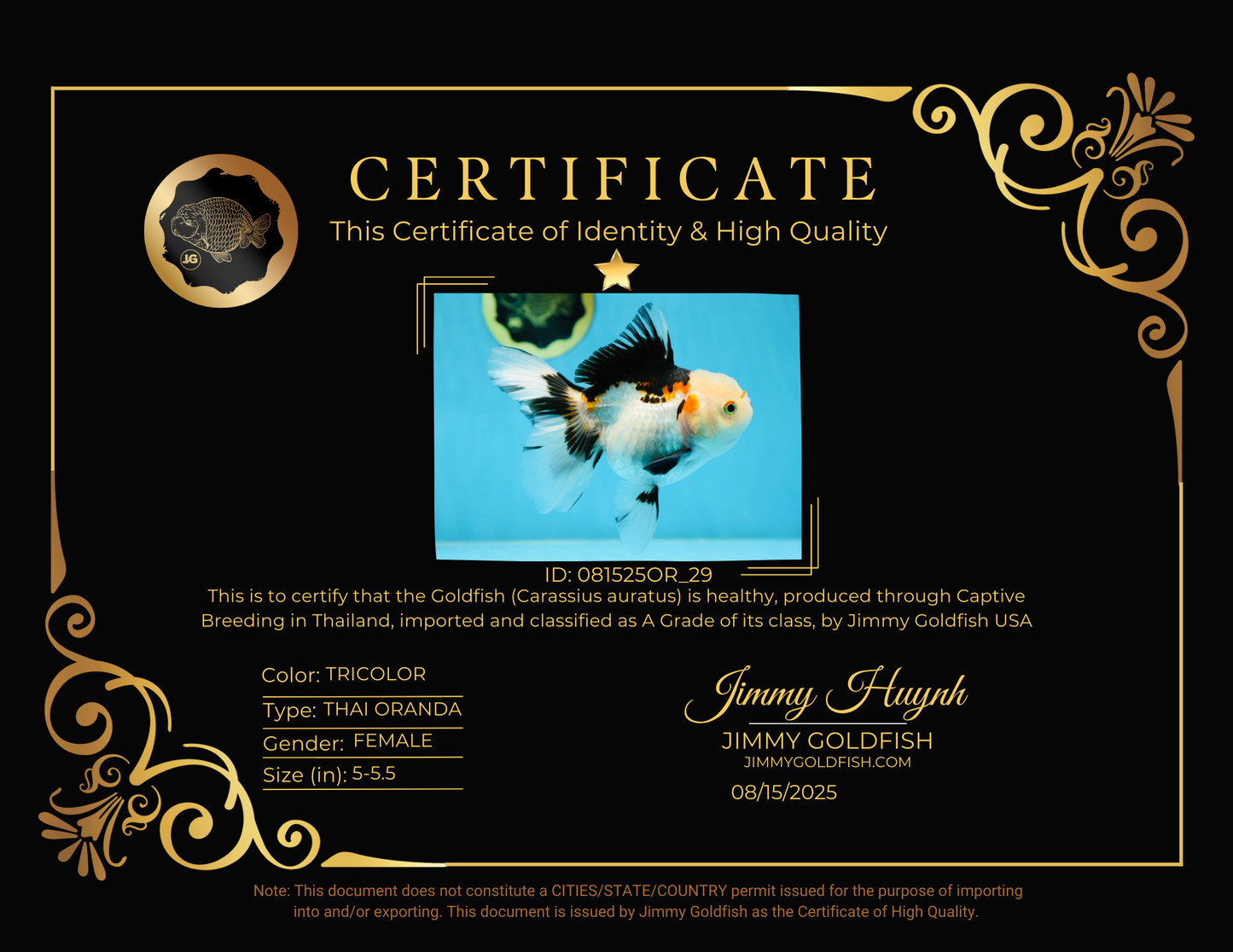 A Grade Tricolor Oranda Female 5-5.5 inches #081525OR_29