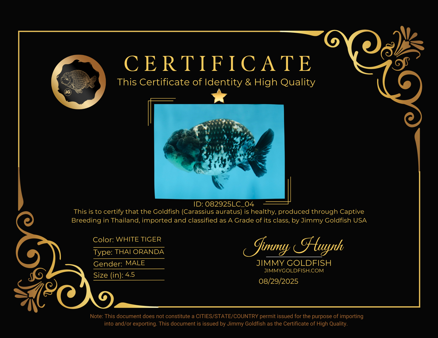 A Grade RARE White Tiger LionKing 4.5 inches #082925LC_04