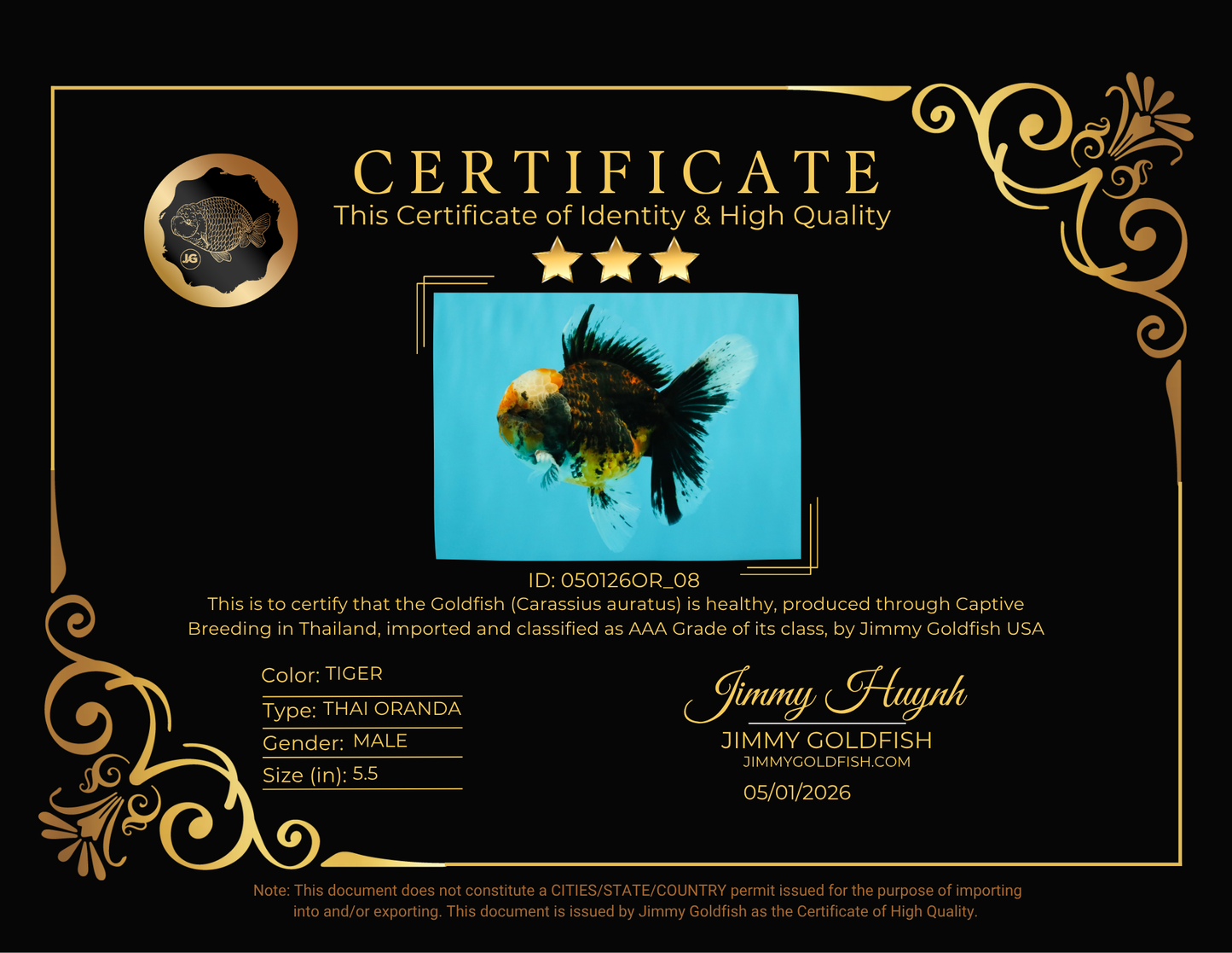CHUBBY AAA Grade Tiger Oranda Male 5.5 inches #050126OR_08