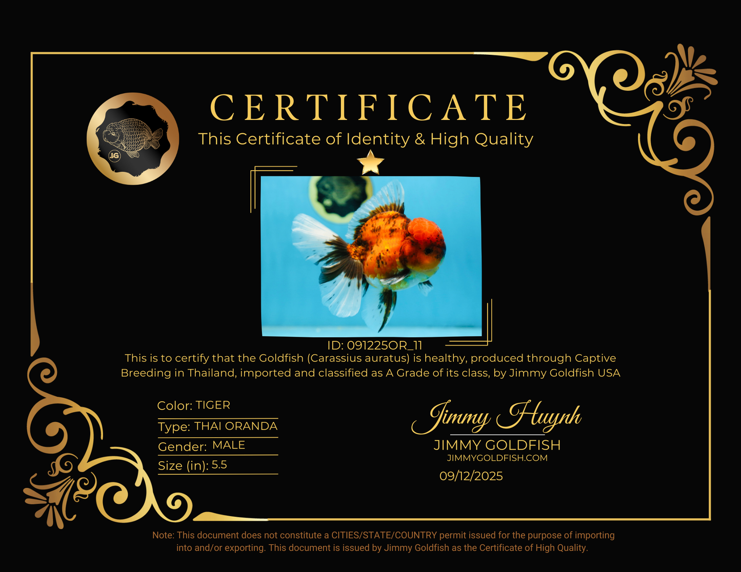 A Grade UNIQUE Tiger Oranda Male 5.5 inches #091225OR_11