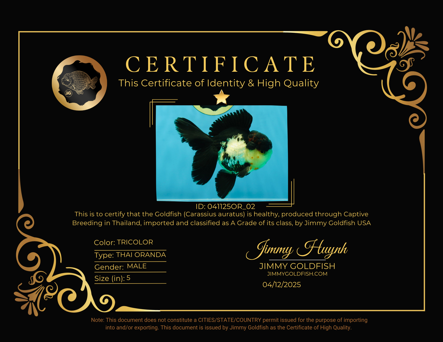 A Grade Tricolor Oranda Male 5 inches #041125OR_02