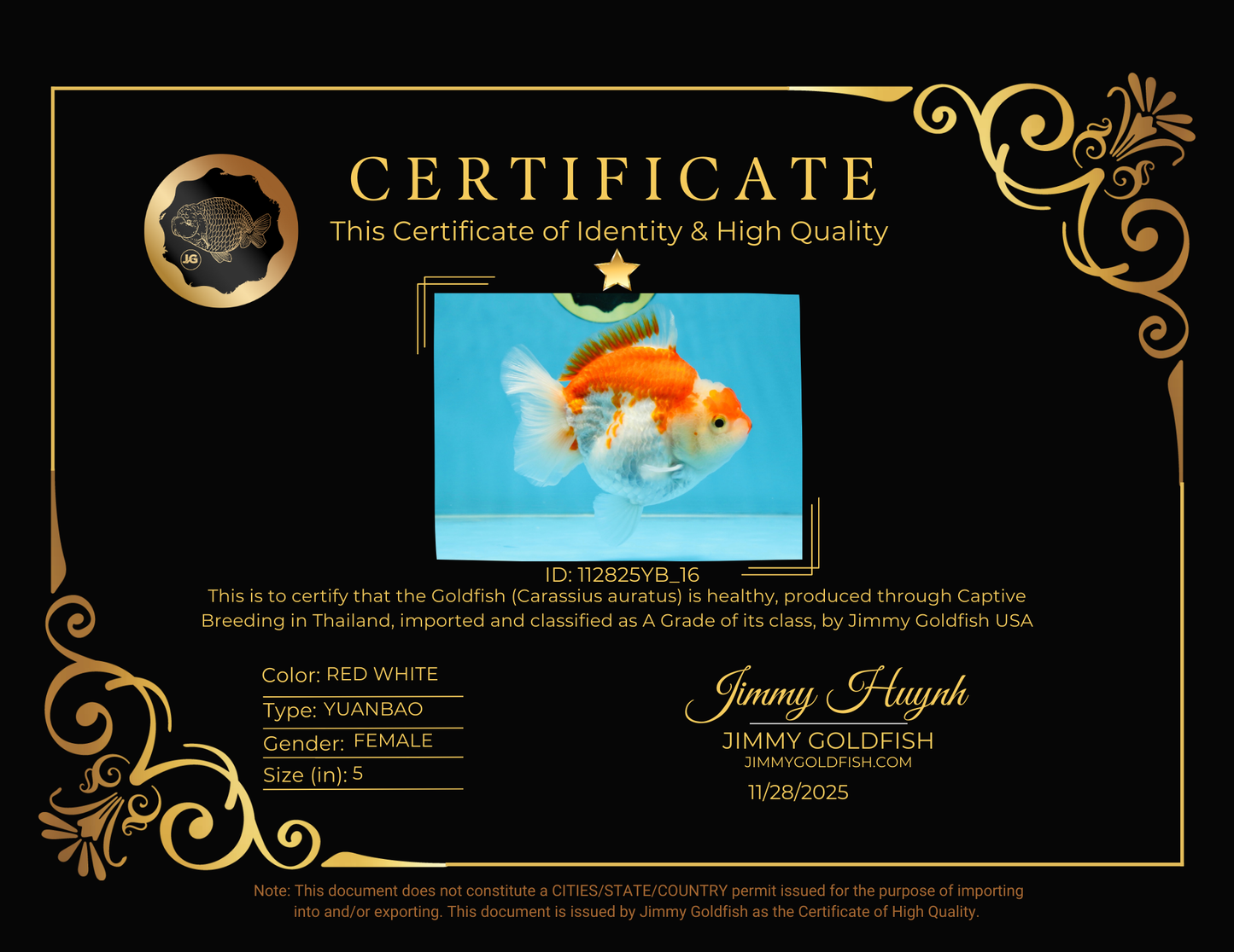 BIG WEN A Grade Red White Yuanbao Female 5 inches #112825YB_16