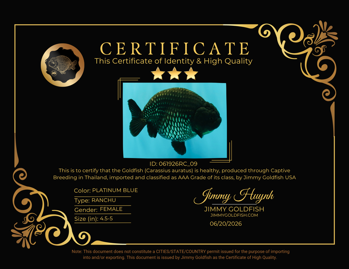 UNIQUE AAA Grade Strong Body Structure Platinum Blue Ranchu Female 4.5-5 inches #061926RC_09