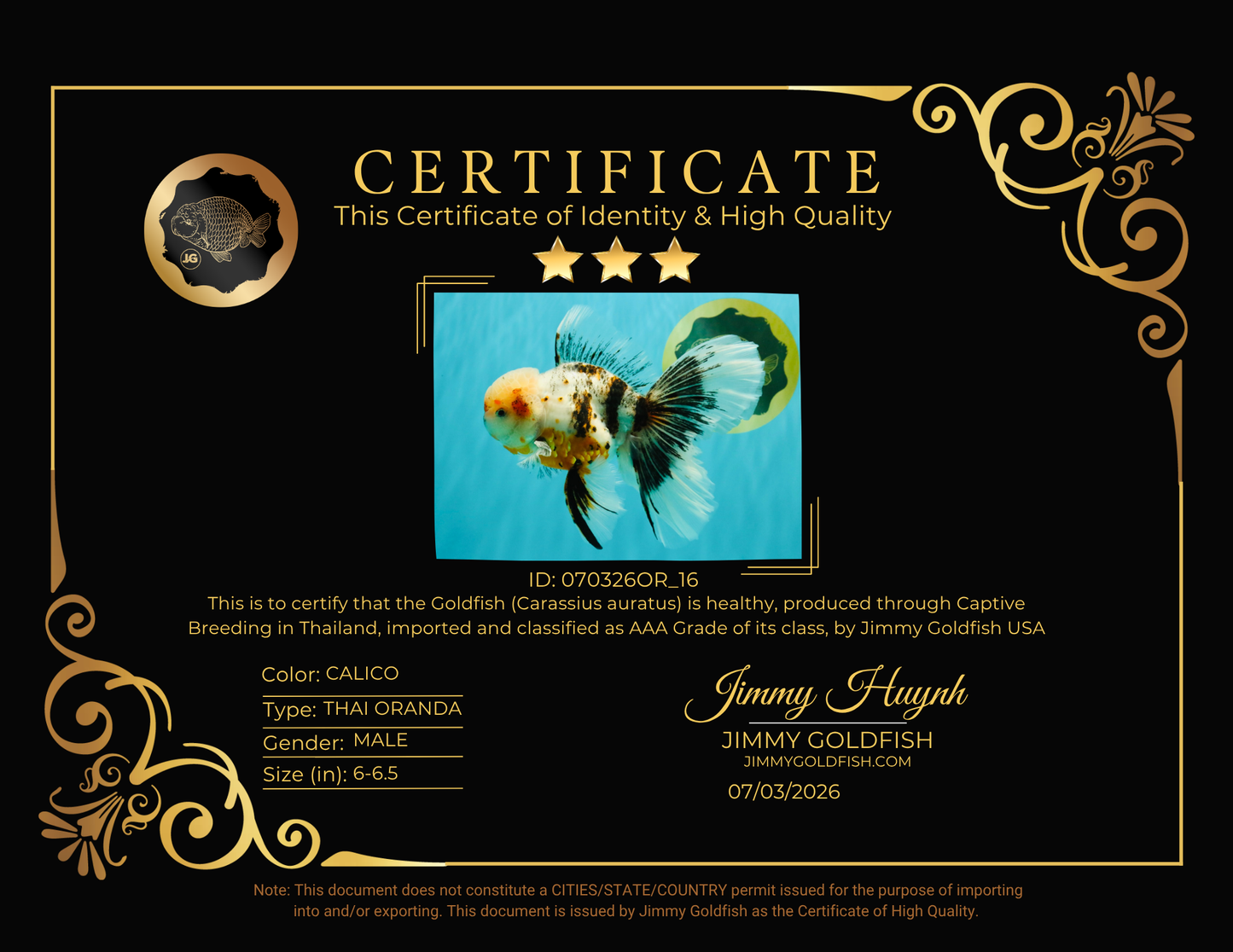 AAA Grade Calico Oranda Male 6-6.5 inches #070326OR_16