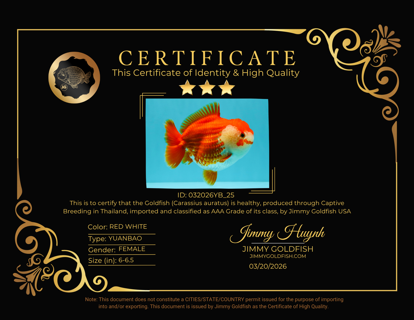 CHONKY AAA Grade Red White Yuanbao Female 6-6.5 inches #032026YB_25