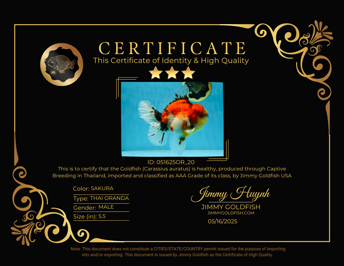 AAA Grade RARE Godzilla Calico Sakura Oranda Male 5.5 inches #051625OR_20