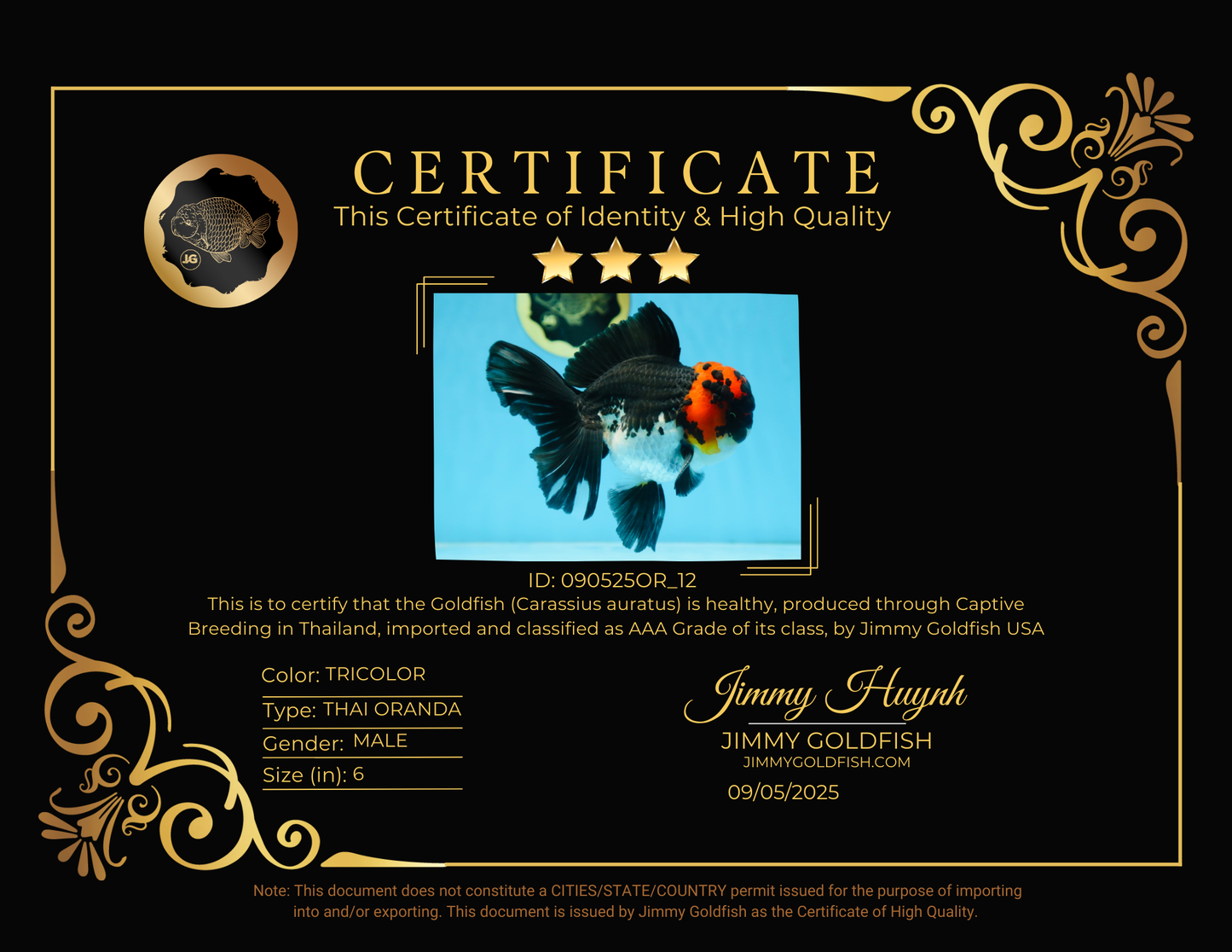 AAA Grade LAVA Tricolor Oranda Male 6 inches #090525OR_12