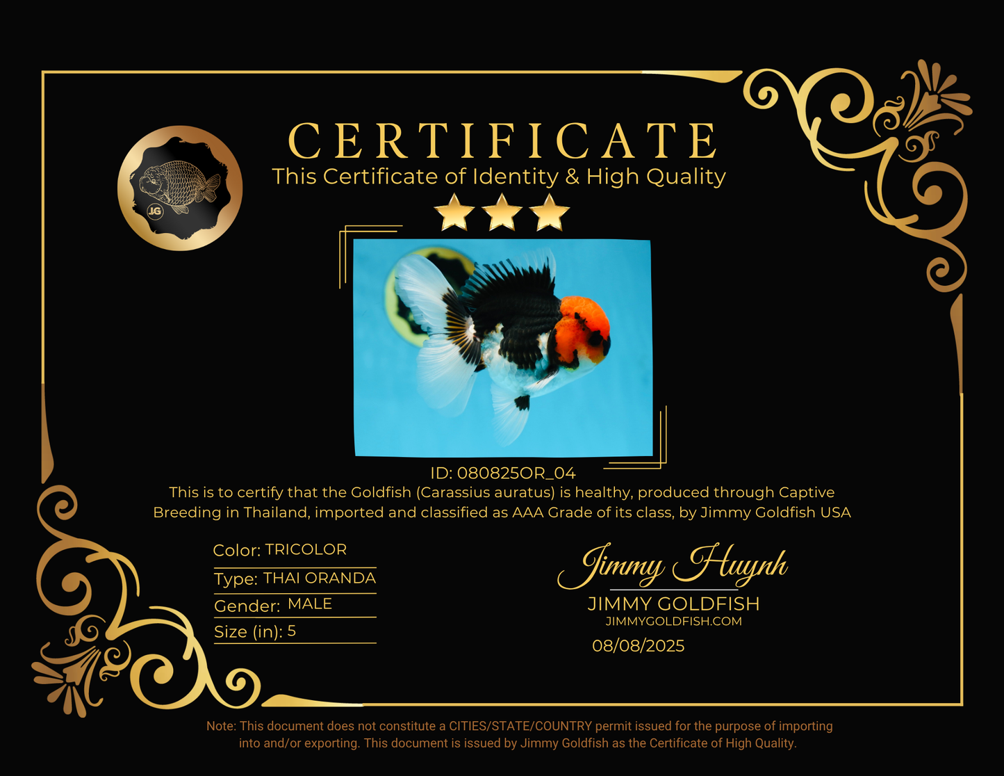 AAA Grade Tricolor Button Eyes Oranda Male 5 inches #080825OR_04