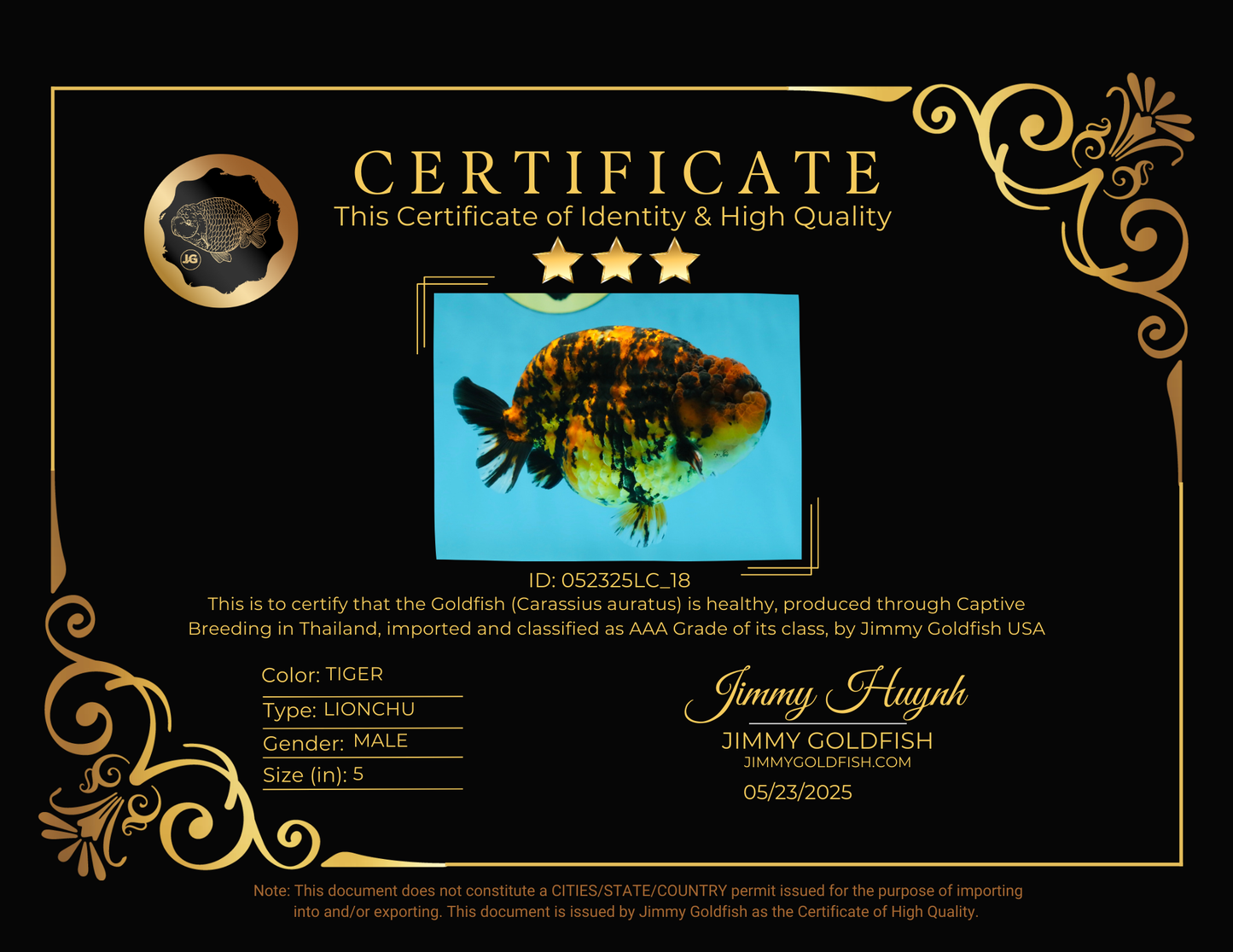 AAA Grade Tiger LionKing 5 inches #052325LC_18