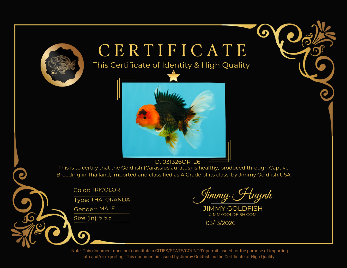 A Grade Red Head Tricolor Oranda Male 5-5.5 inches #031326OR_26