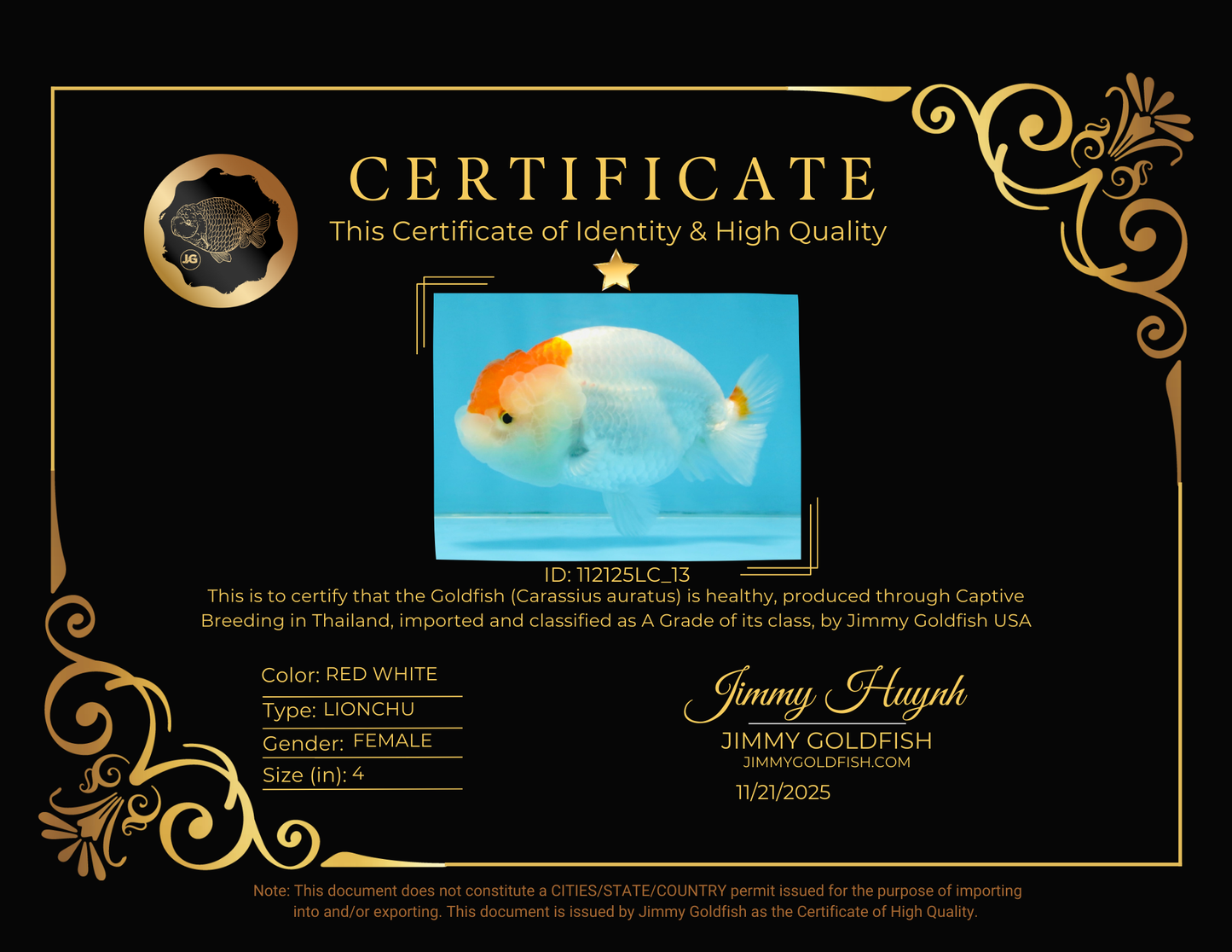 A Grade Red White LionQueen 4 inches #112125LC_13