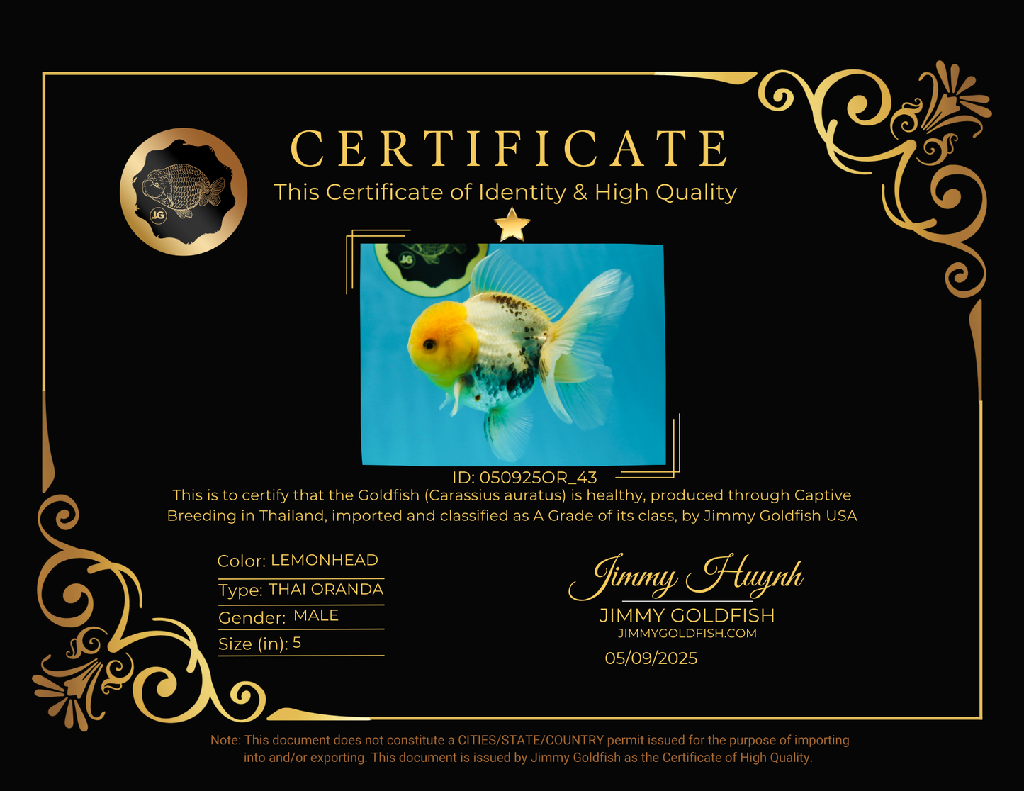 A Grade Lemonhead Oranda Male 5  inches #050925OR_43