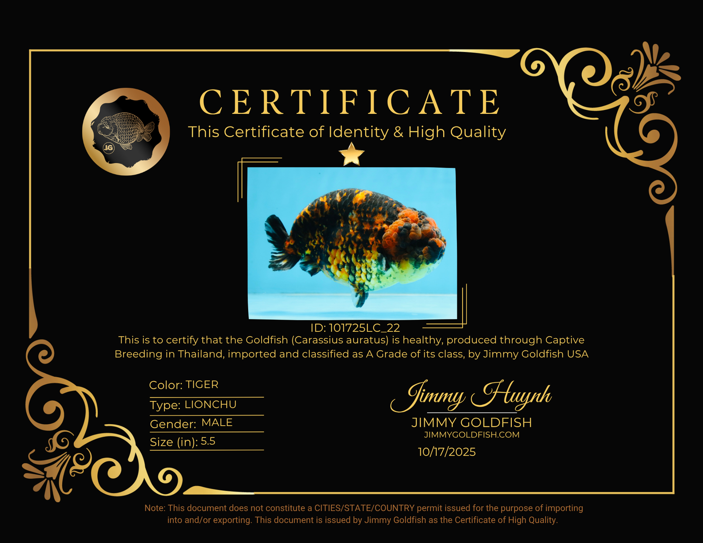 A Grade Tiger Strong Body Structure LionKing 5.5 inches #101725LC_22