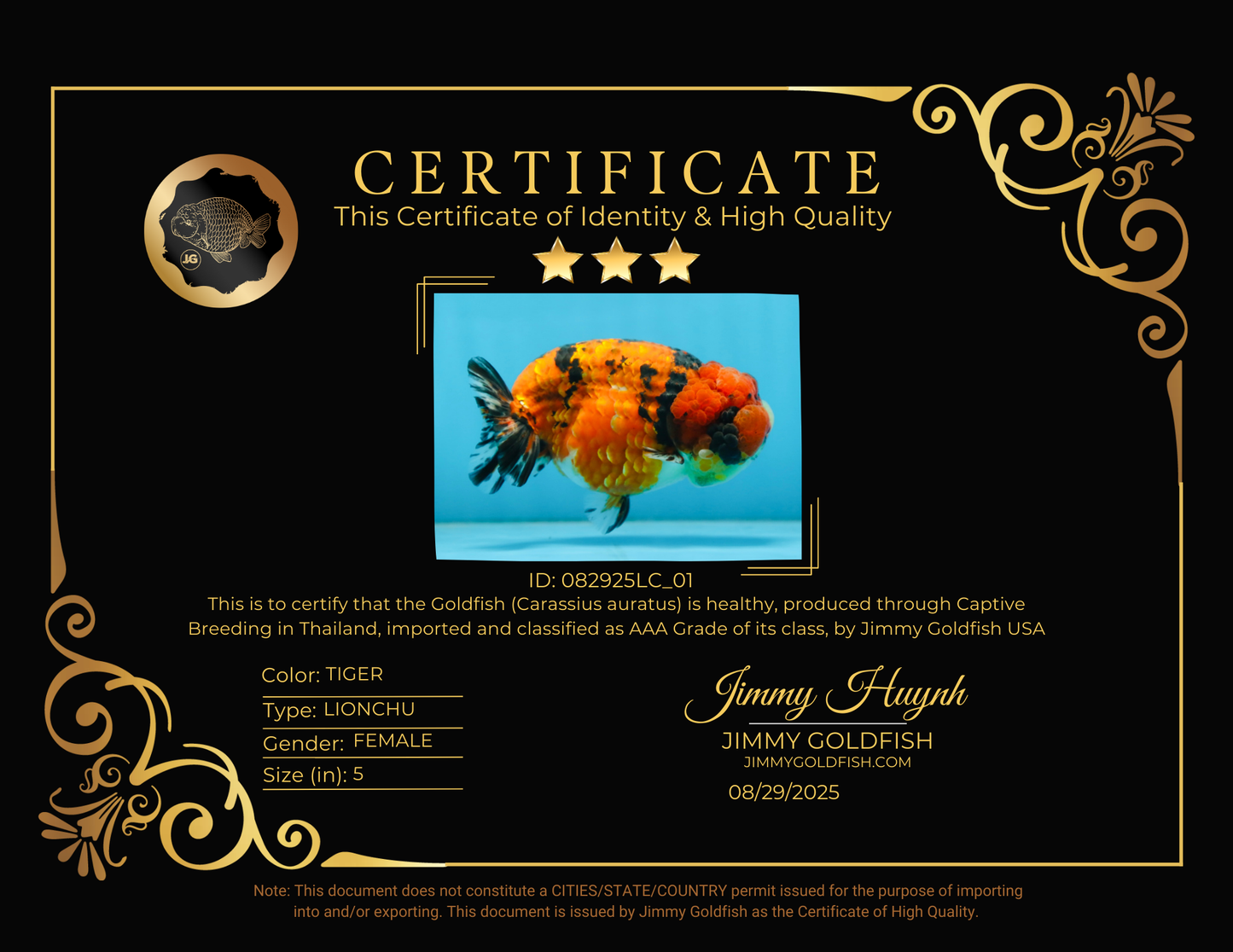 AAA Grade ADORABLE Tiger LionQueen 5 inches #082925LC_01