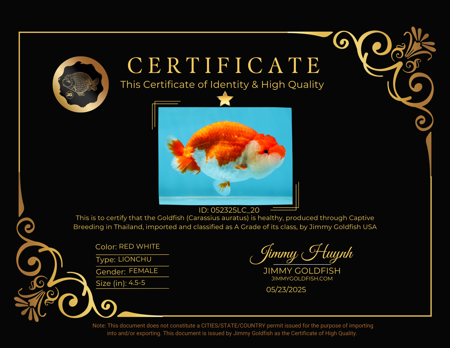 A Grade Red White LionQueen 4.5-5 inches #052325LC_20