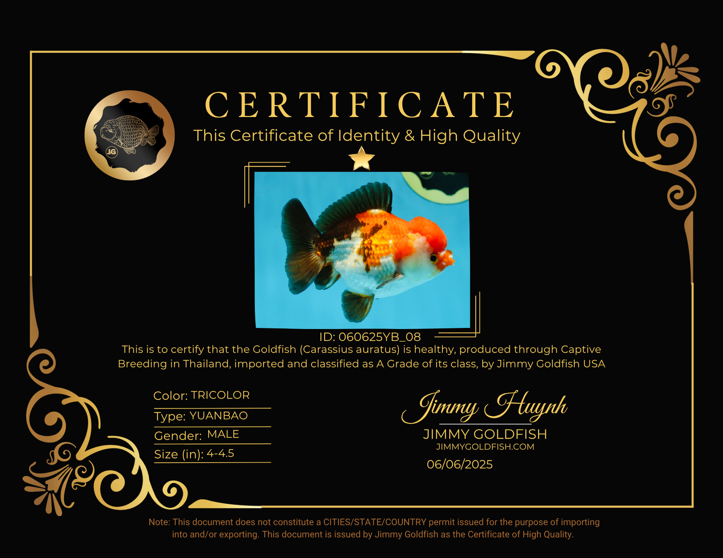 A Grade PomPom Tricolor Yuanbao Male 4-4.5 inches #060625YB_08